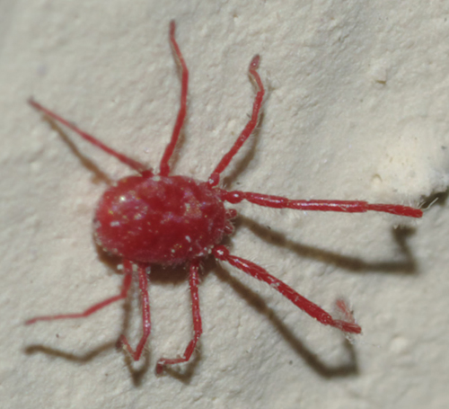 Erythraeidae: Balaustium?